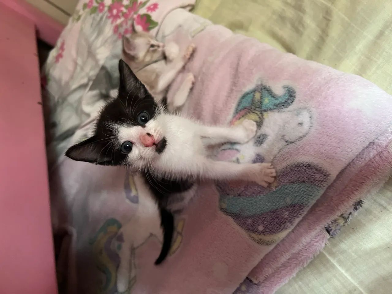 Gatinhas para doação 