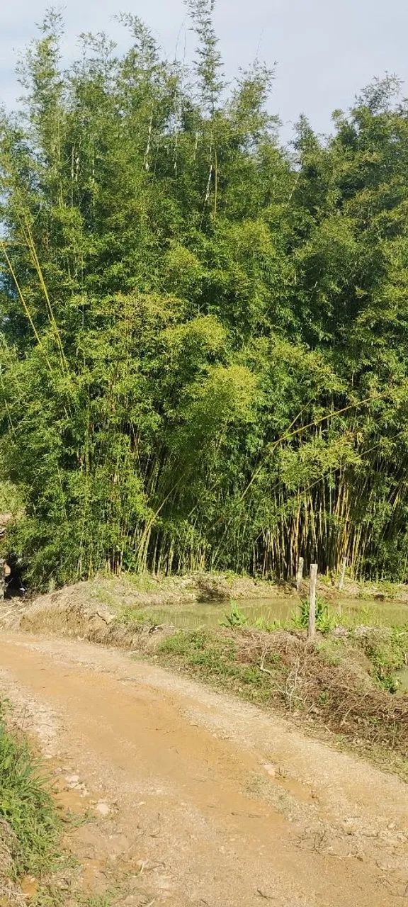Doa-se bambu