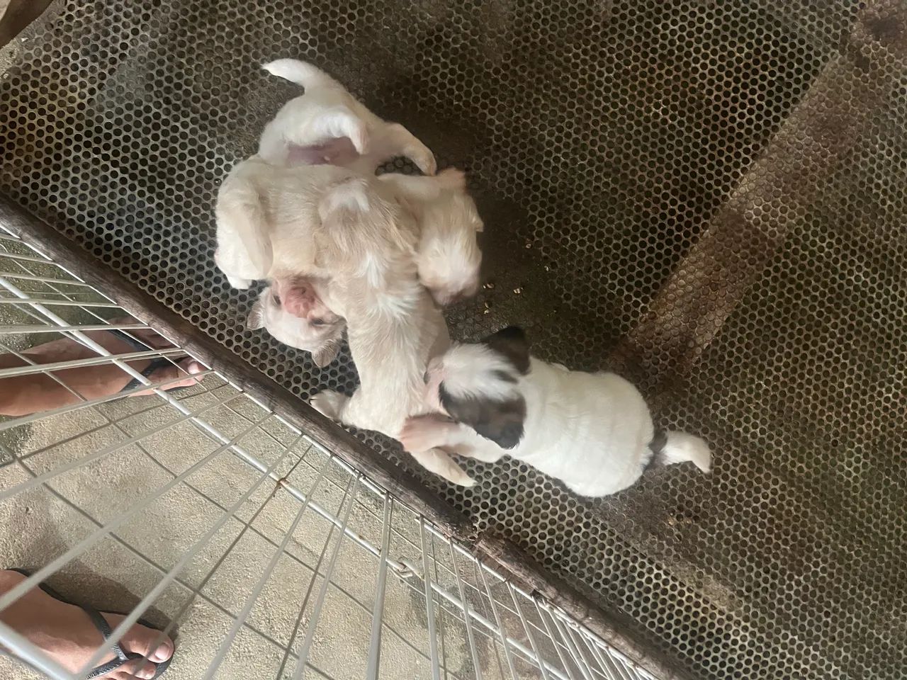 Cachorro  - Foto 4