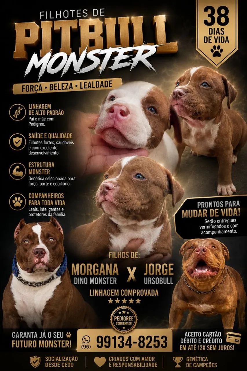 Filhotes disponíveis De Pitbul Monster 