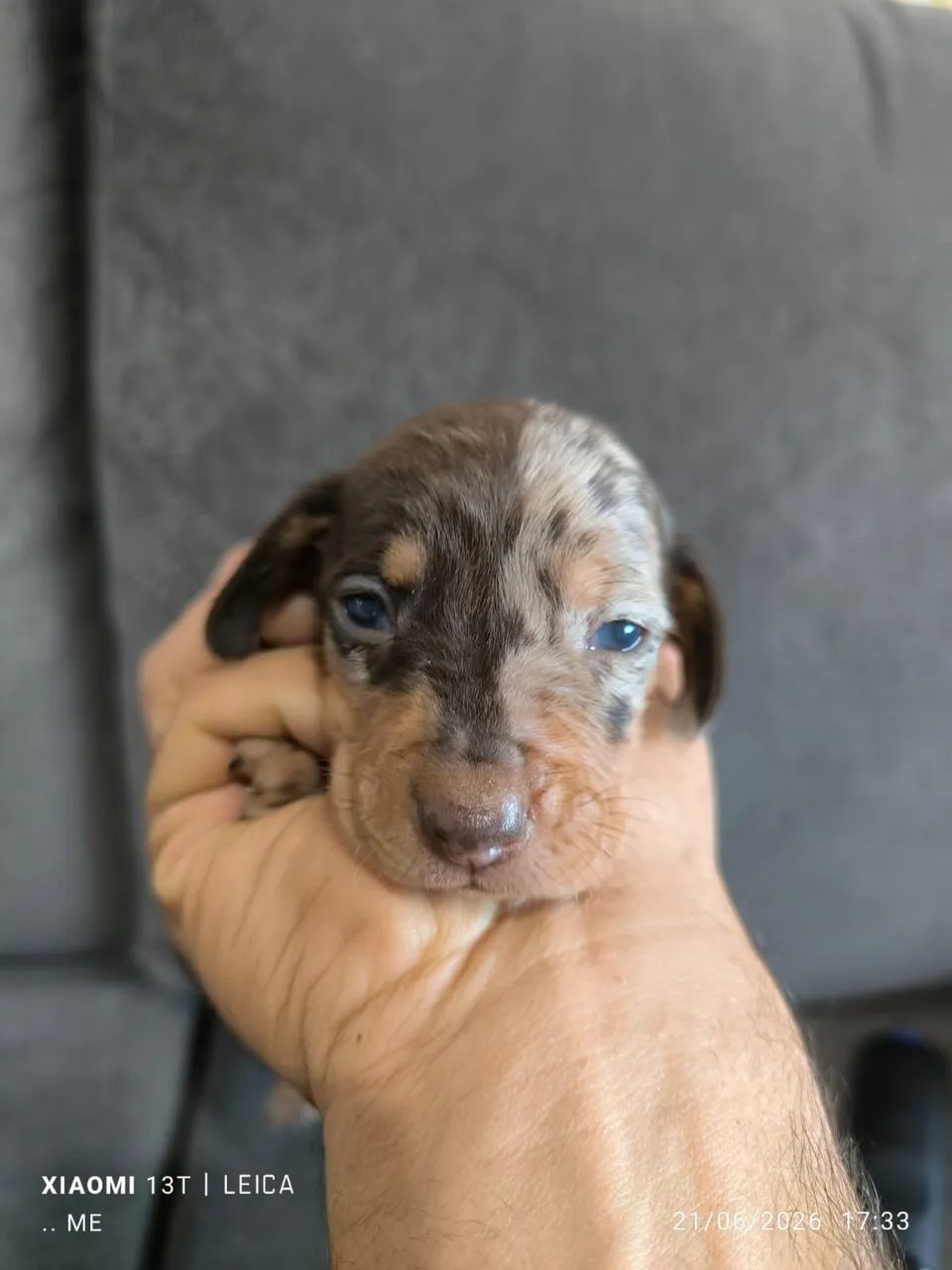 Dachshund machos  - Foto 4