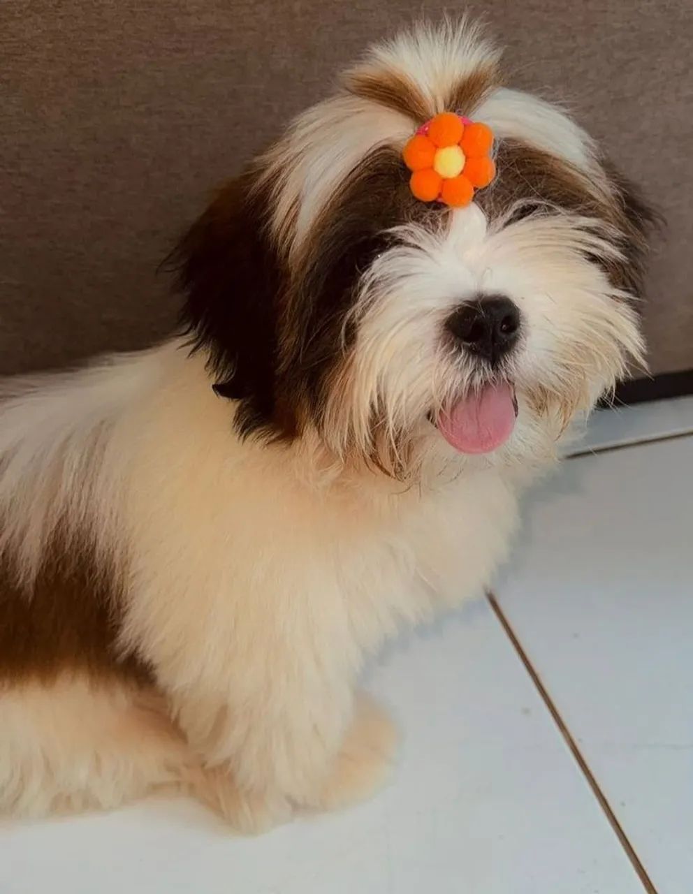 Filhotes de shitzu disponível  - Foto 4