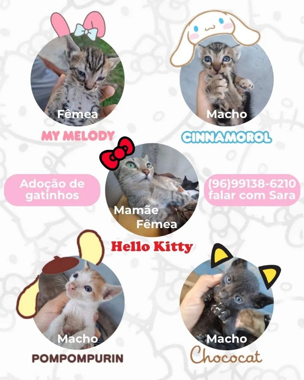 Gatinhos em adoção