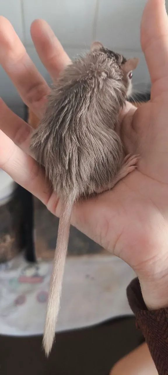 Gerbil filhote - Foto 4