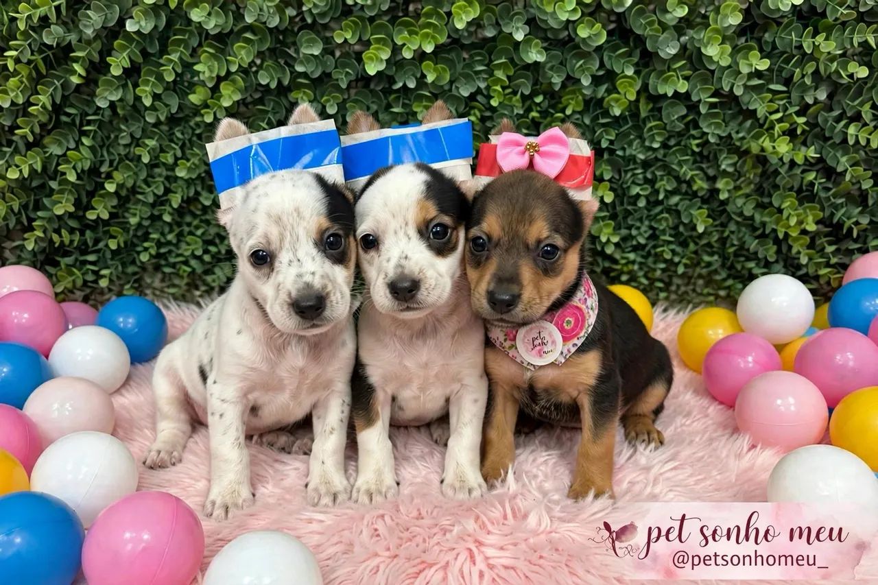 Pinscher miniaturas 