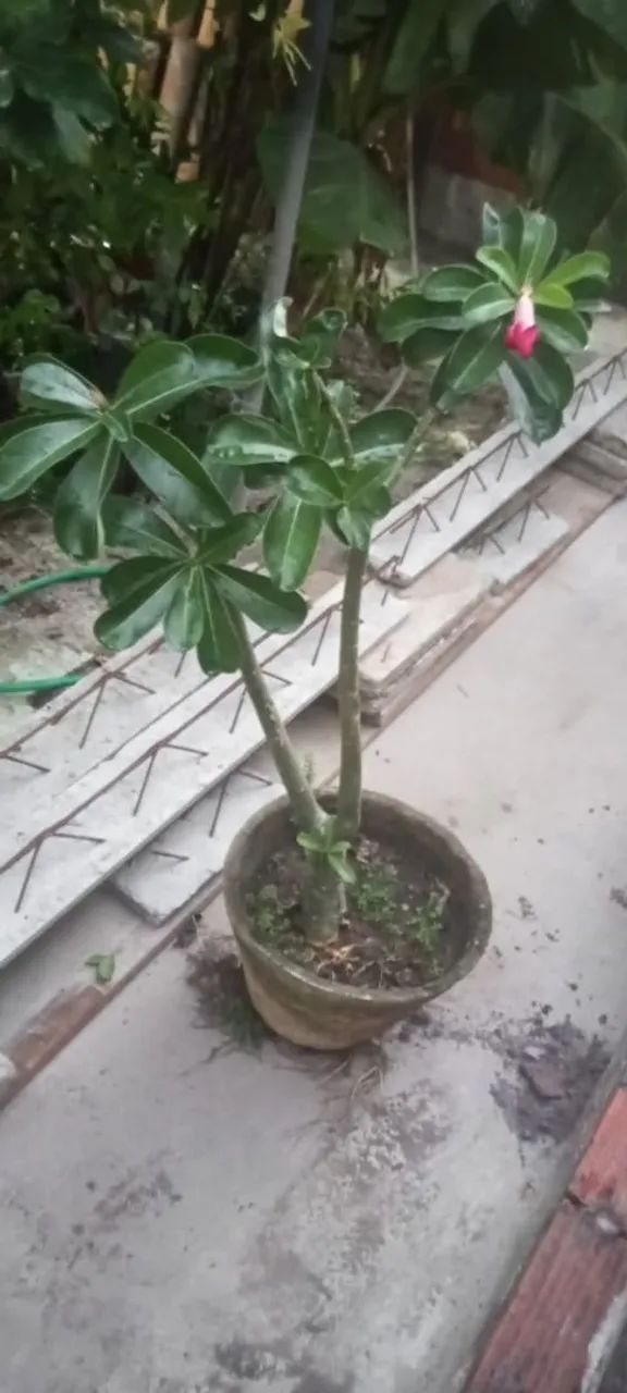 Rosa do Deserto
