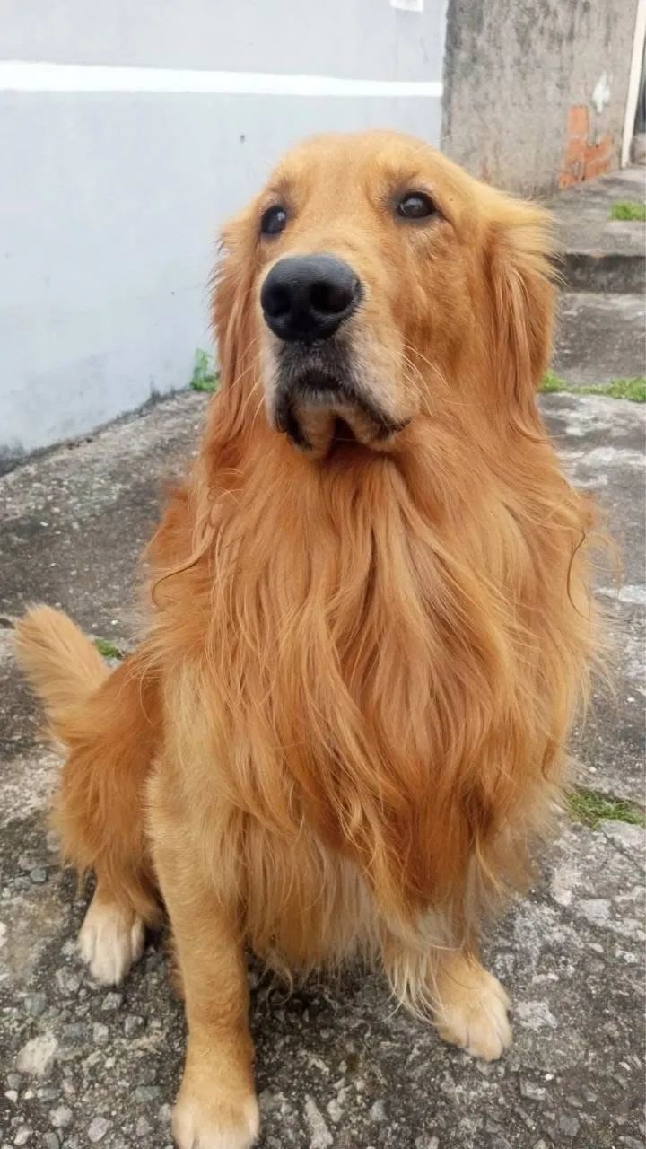 Tenho filhotes de bernese x golden - Foto 2