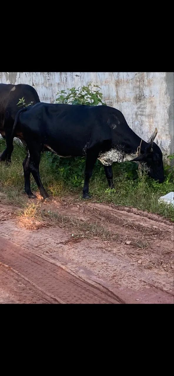 Vaca  - Foto 2
