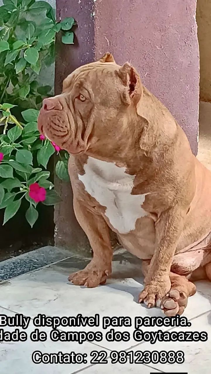 American Bully - Foto 2