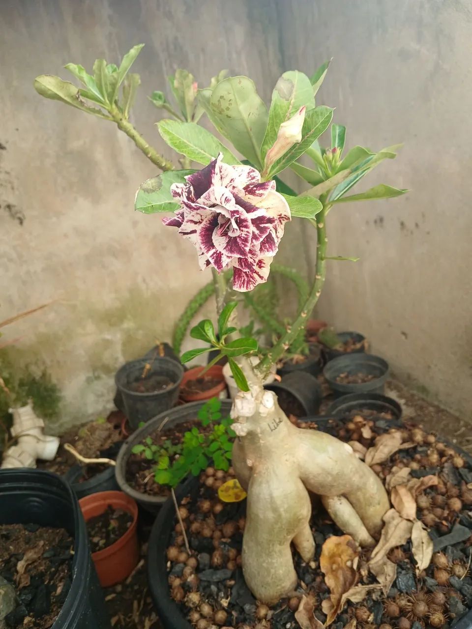 Plantas e flores