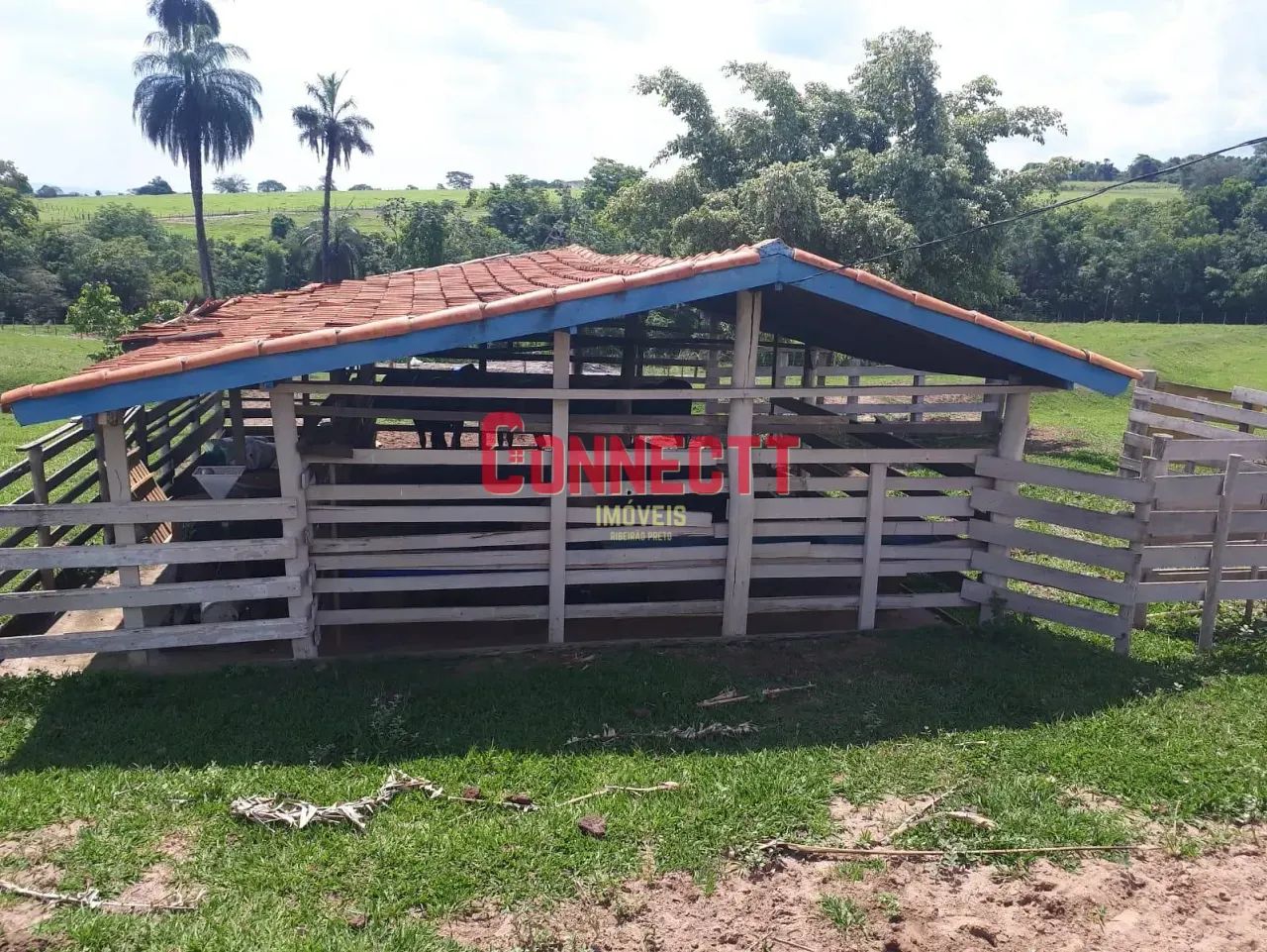 Sítio à venda, Cajuru, SP - Foto 3