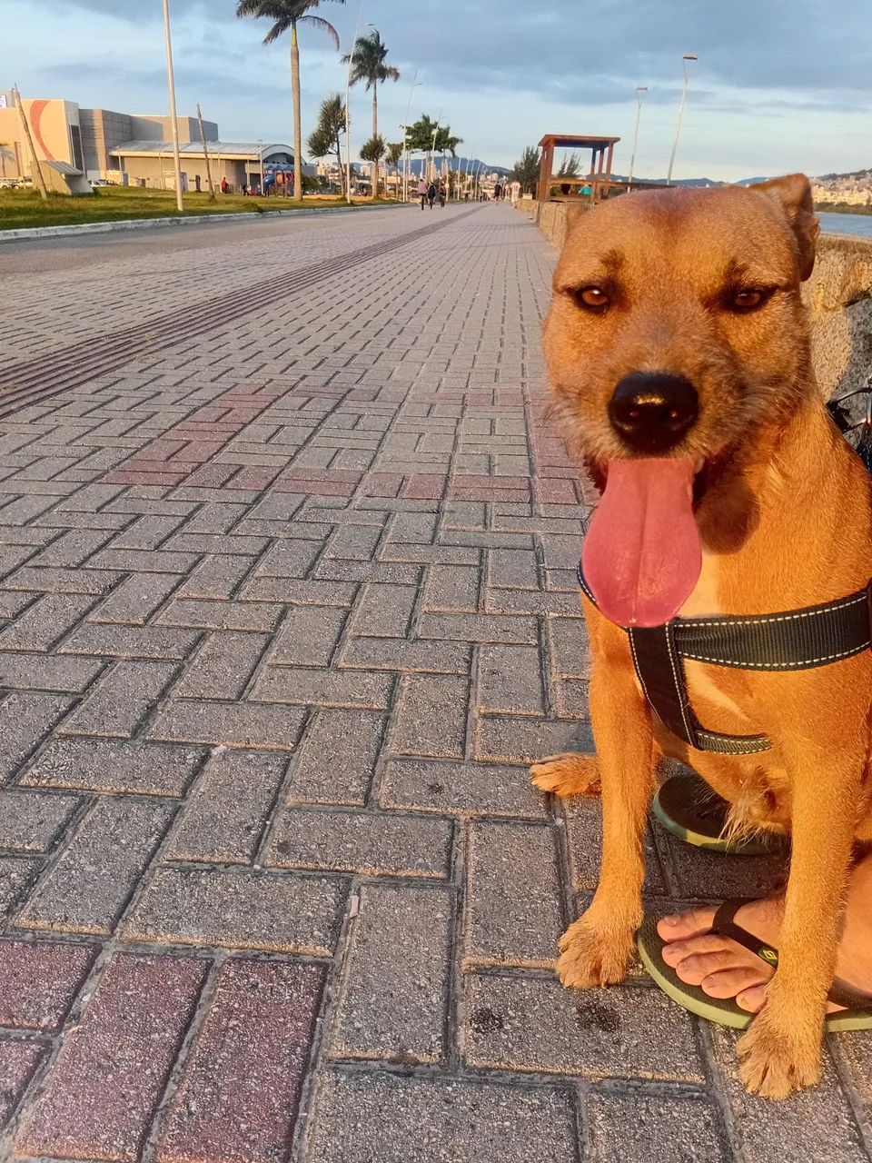 Adote um amigo! - Foto 2