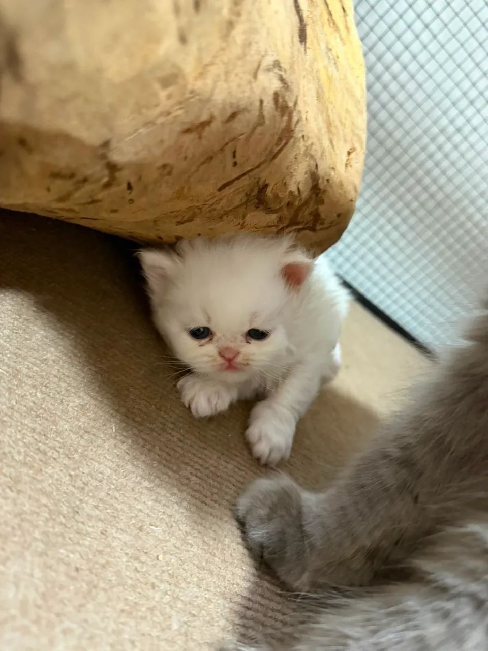 Gatos Persas  - Foto 4