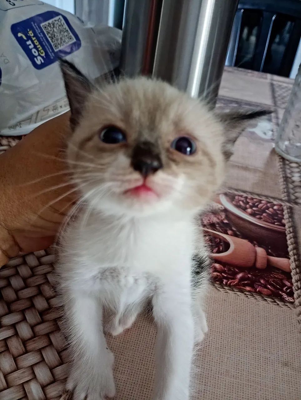 Adoção de animais. - Foto 2
