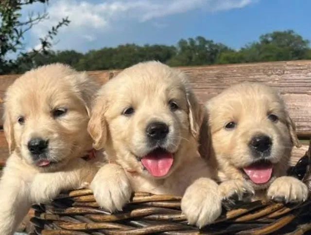Golden Retriever Filhotes Excelente Linhagem. 