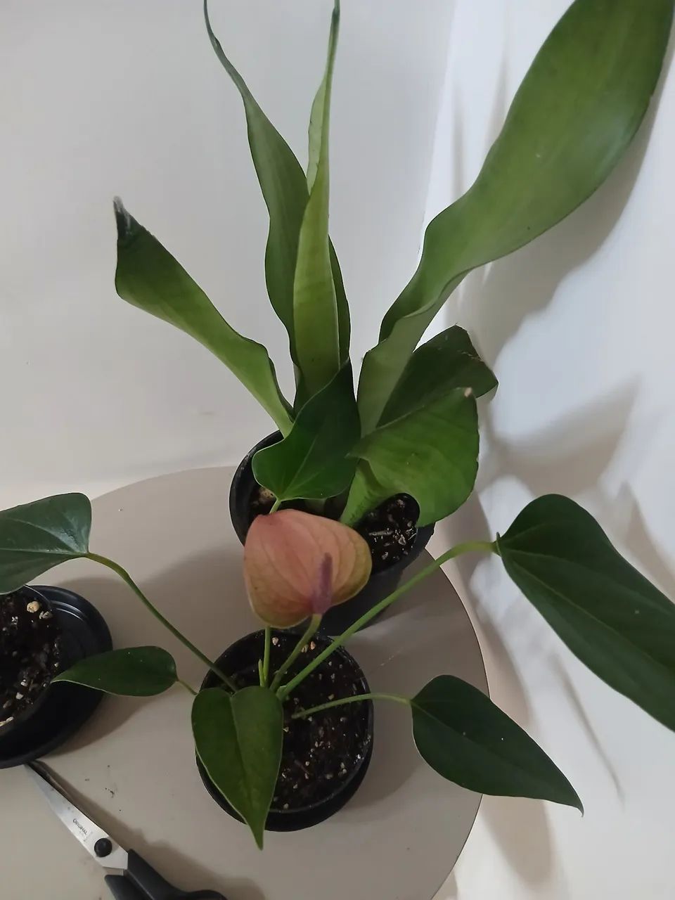 Plantas - Foto 4