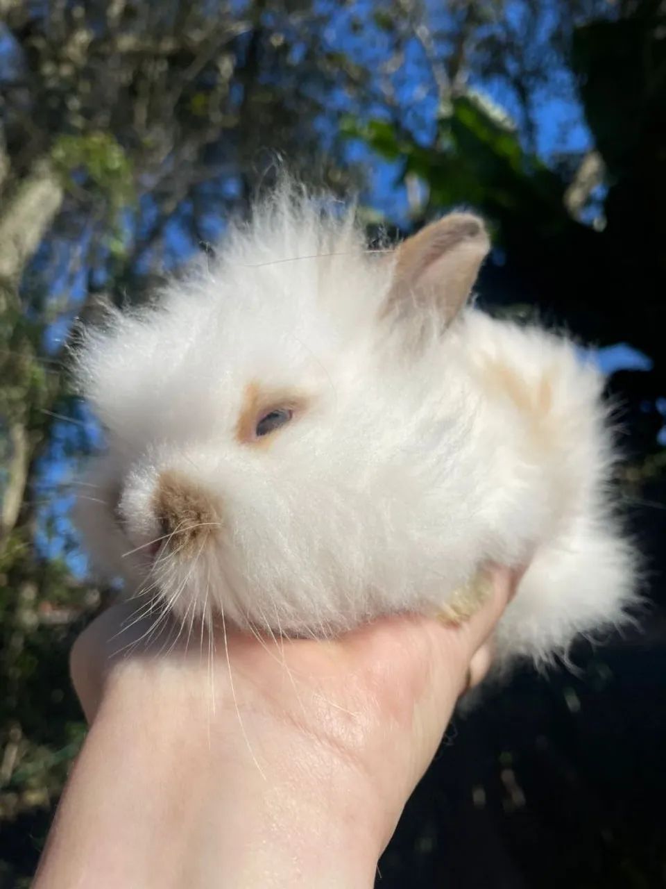 Lindos filhotinhos de mini coelhos  - Foto 4