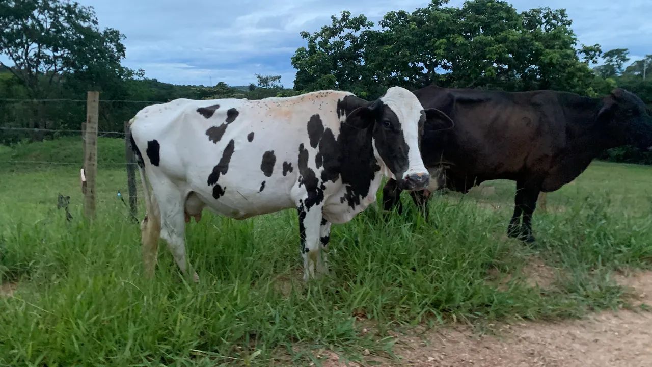 Duas vacas leiteiras 