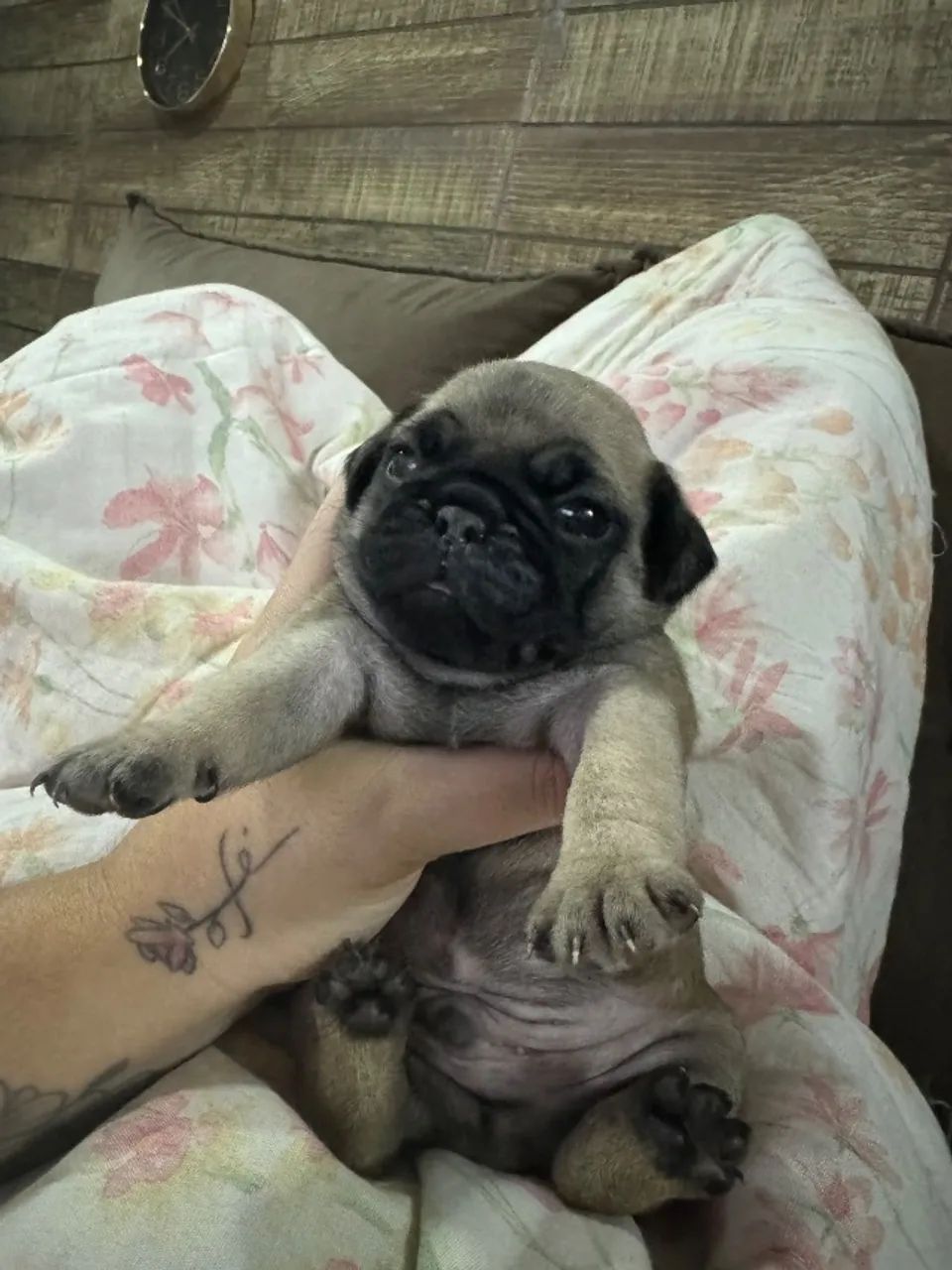 Pug  - Foto 4