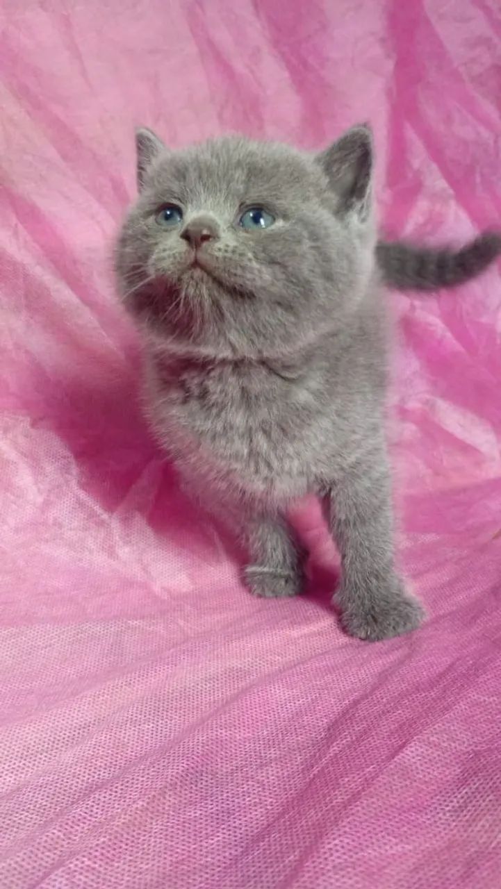 Gato briths shorther  - Foto 3
