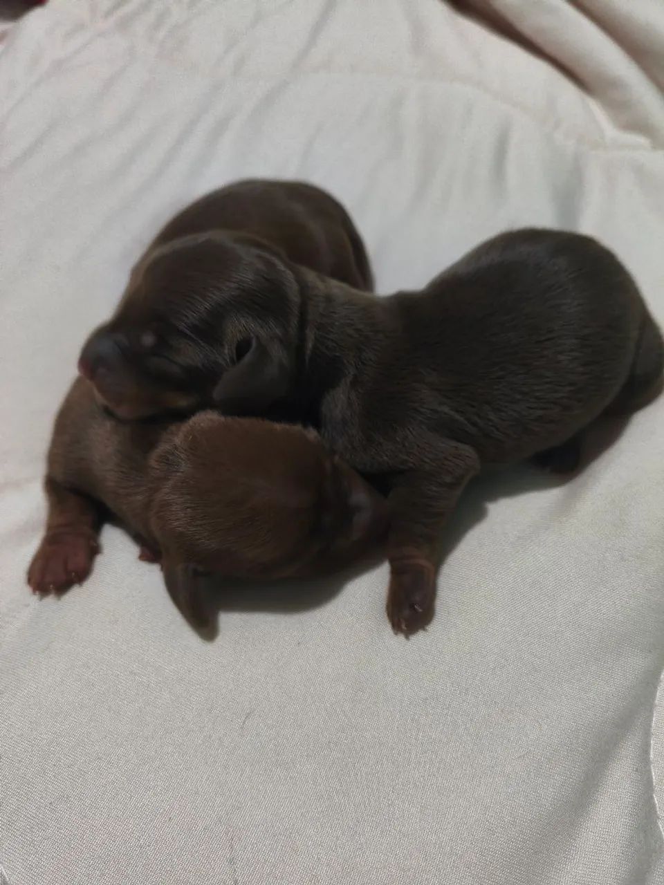 Dachshund salsicha  - Foto 2