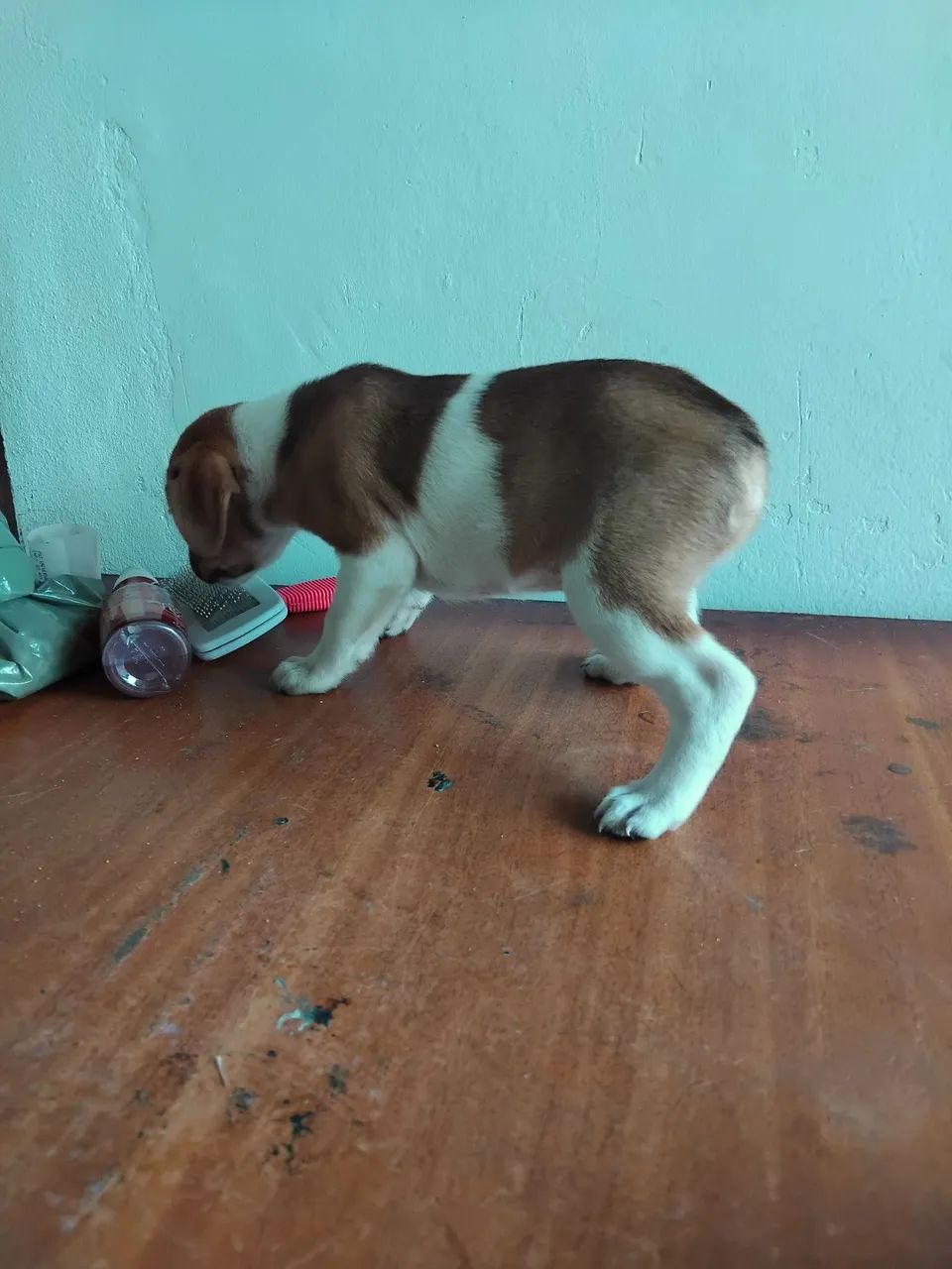 Doação de filhotes  - Foto 4