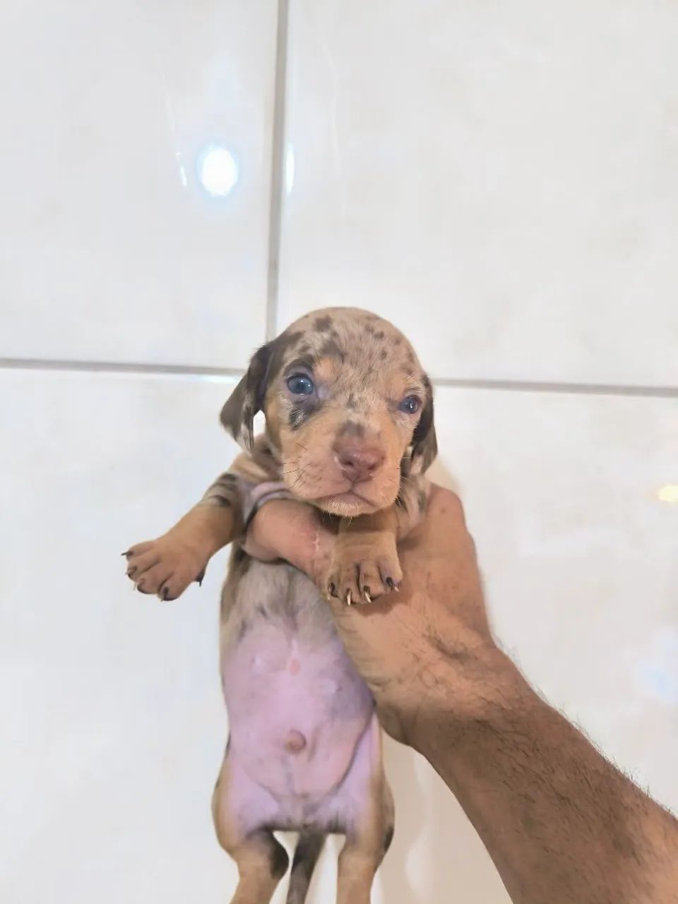 Salsicha mofado , machinho  - Foto 2