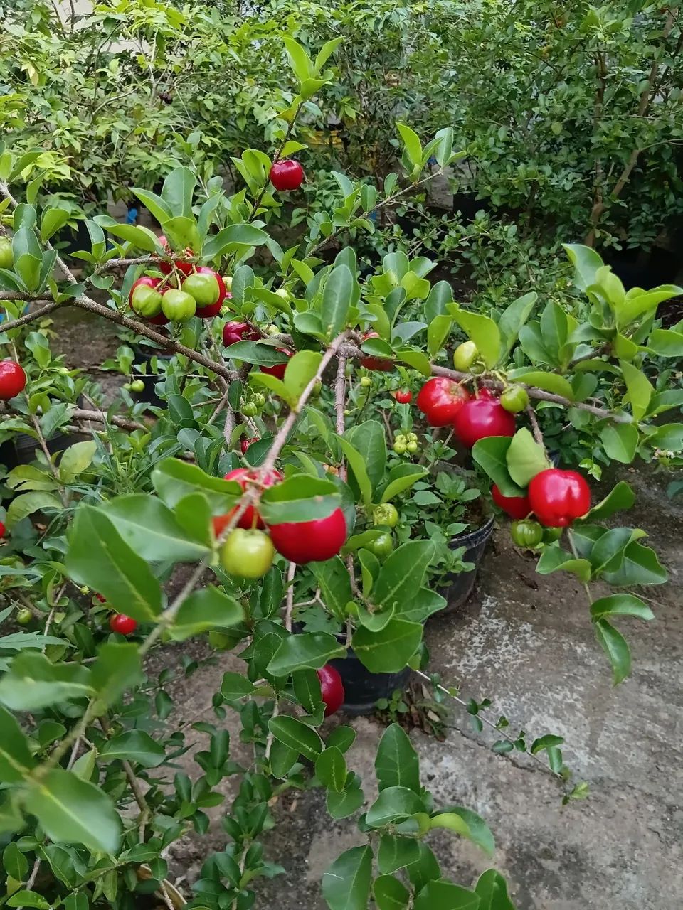 Mudas  de acerola 