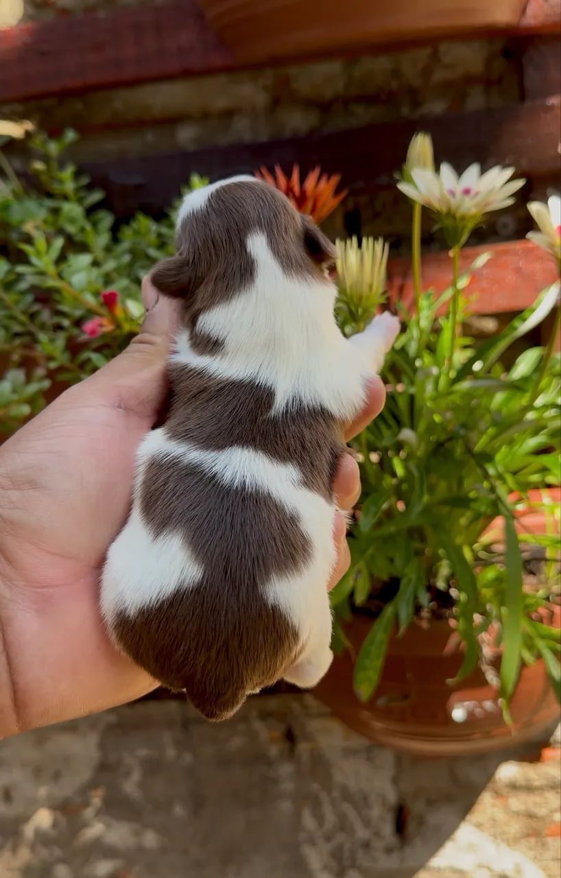 Shihtzu macho - Foto 3