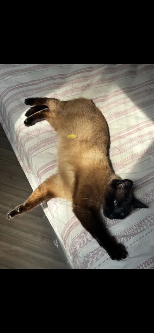 Doação Gato 