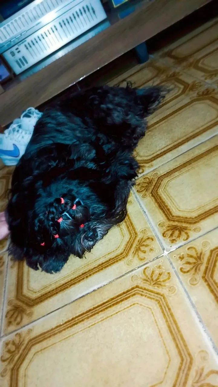 Shih tzu em busca de namorada - Foto 5