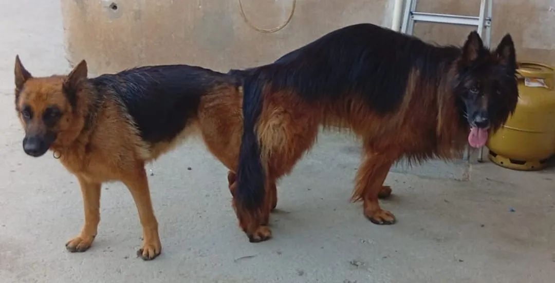 Filhotes PASTOR PELO LONGO  - Foto 3