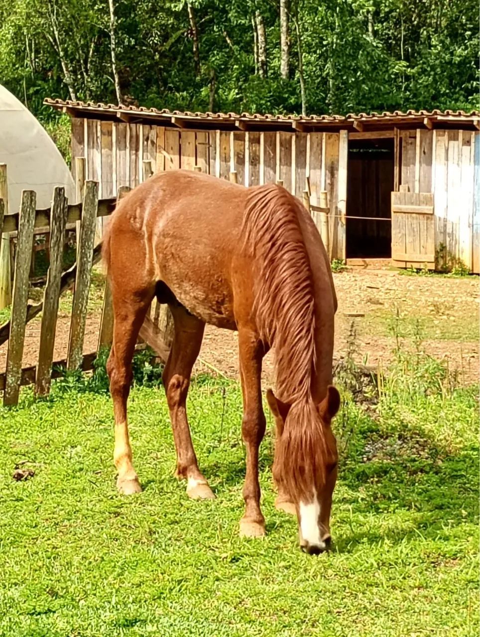 Vendo cavalo  - Foto 6