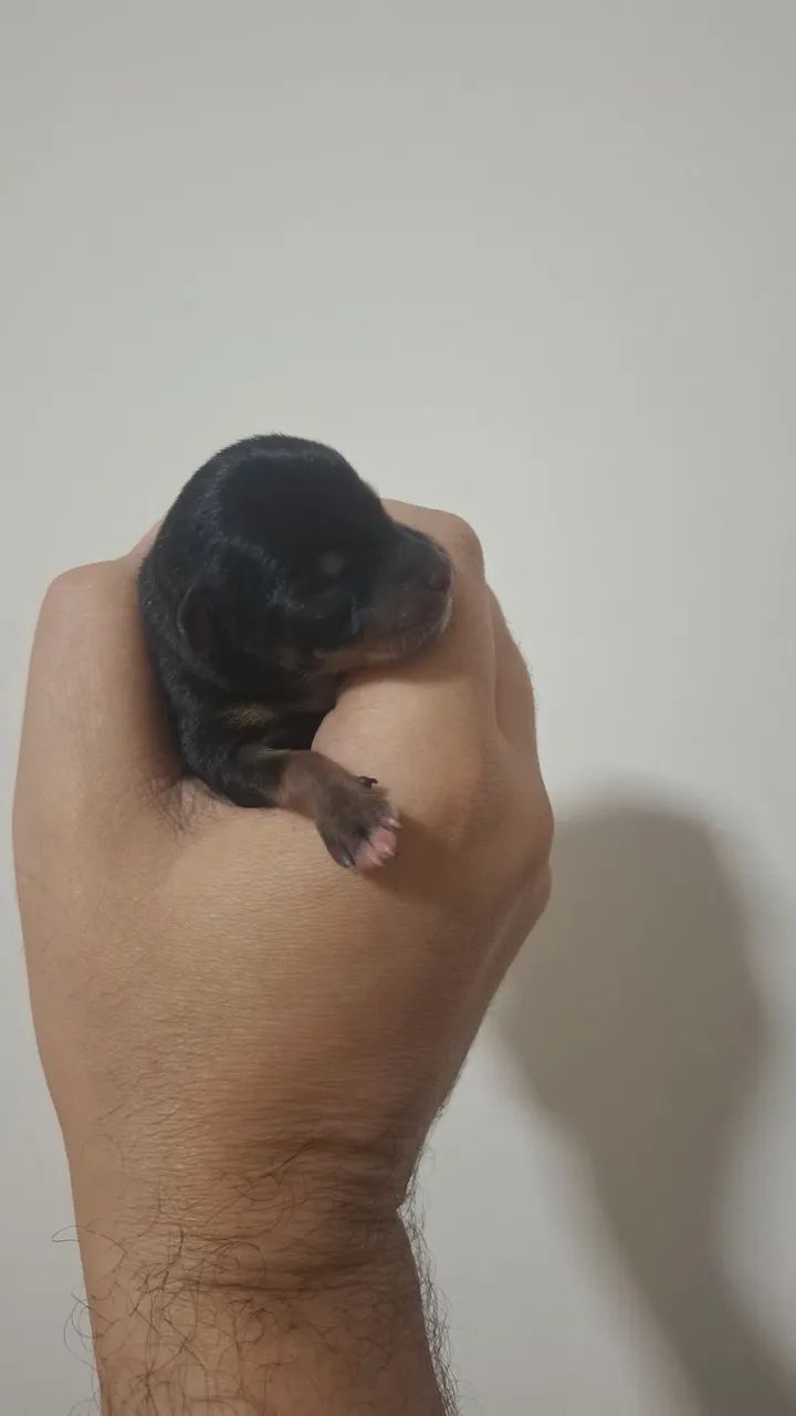 Pinscher 0 e micro - Foto 4