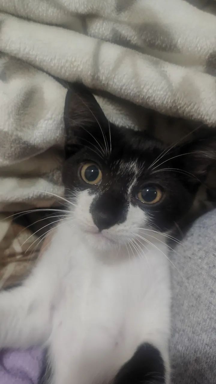 Doação de gatinhos - Foto 2