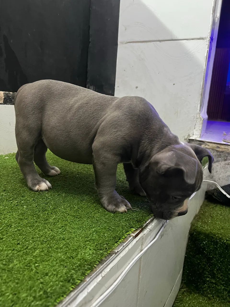 American Bully - Foto 2