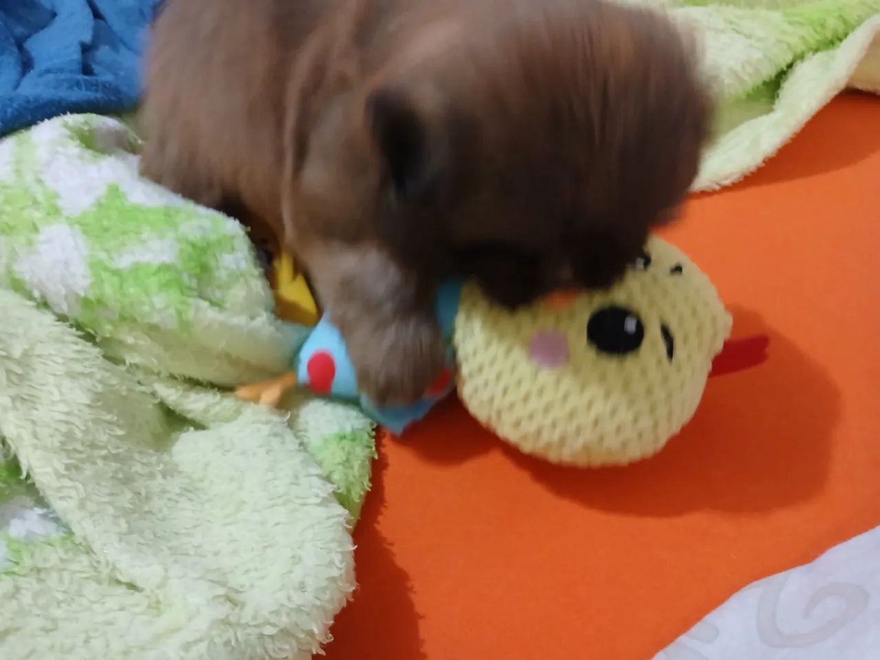 Lhasa apso machinho - Foto 4