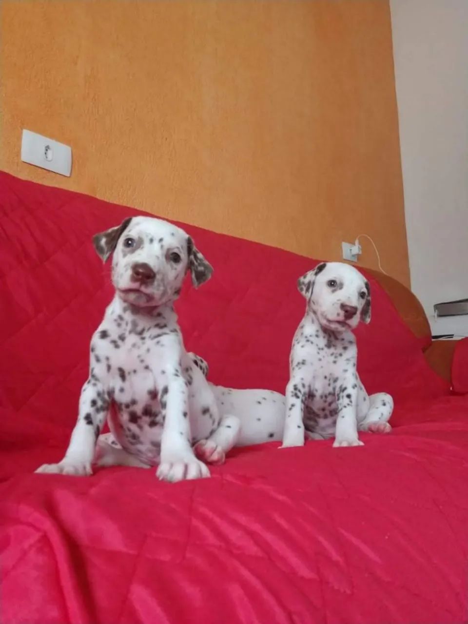 Dalmata encantadores  - Foto 2