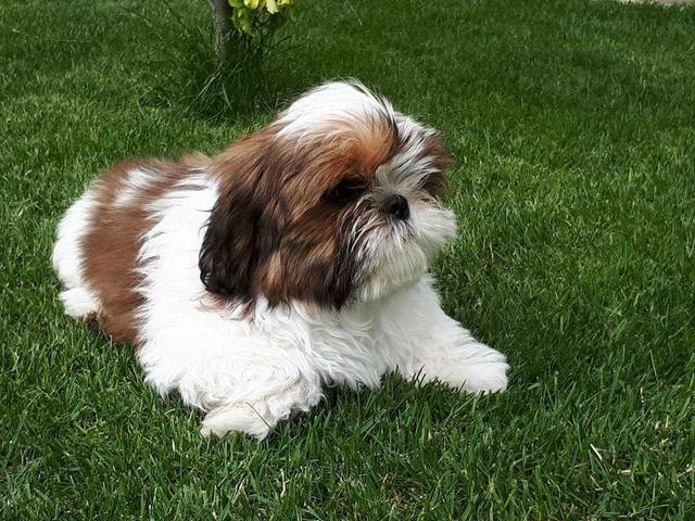 Shih tzu Canil PS