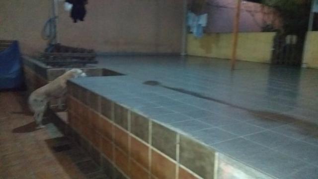 Bento Ribeiro Linda casa frente de rua localização Privilegiada - Foto 7