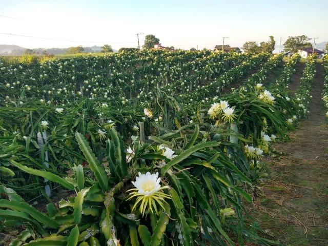 Mudas de pitaya de diversas variedades - Foto 5