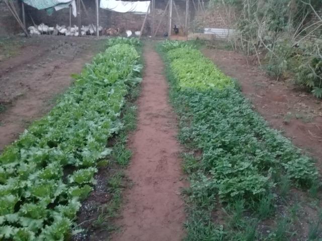 Venda de Frangos limpos e Verduras Orgânicas - Foto 5