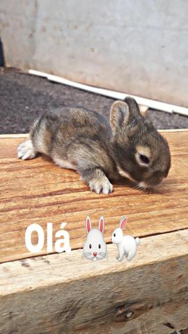 Coelhos Mini - Foto 2