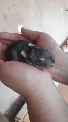 Coelhos Mini - Foto 2