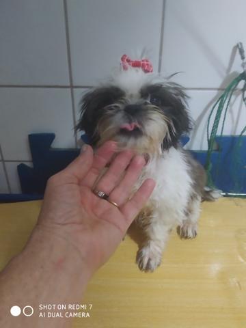 Fêmea shitzu - Foto 2