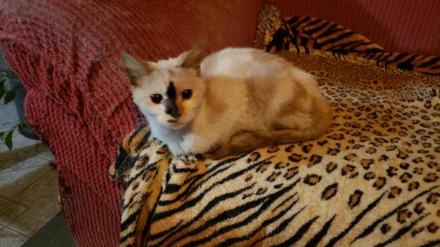 Quer adotar uma linda menininha? - Foto 2