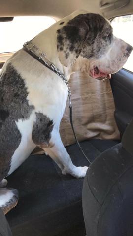 Vendo dog alemão fêmea está com 40 dias - Foto 5