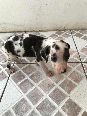 Vendo dog alemão fêmea está com 40 dias - Foto 3