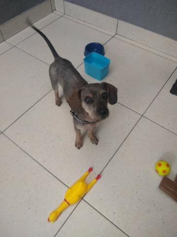 Adoção de cachorro - Foto 4
