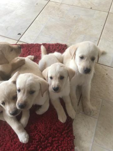 Filhotes de labrador - Foto 3